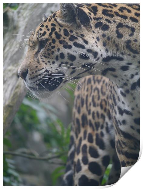 Amur Leopard Print by Paula Jardine