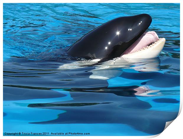 Killer Whale Print by Tricia Frances