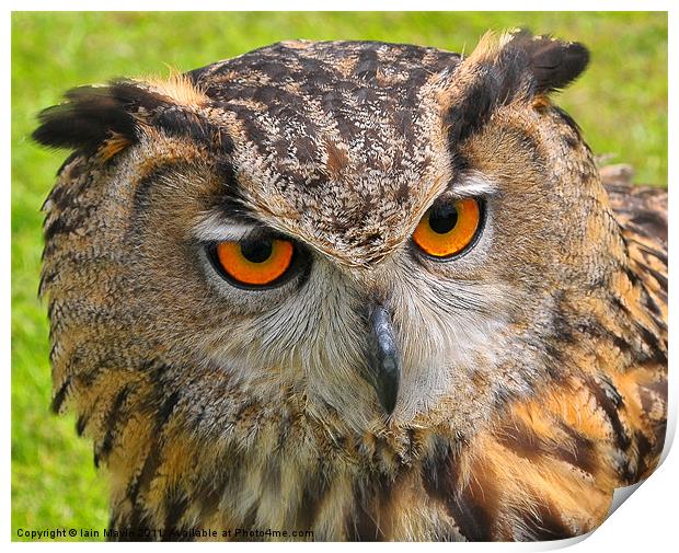 Owl Eyes Print by Iain Mavin