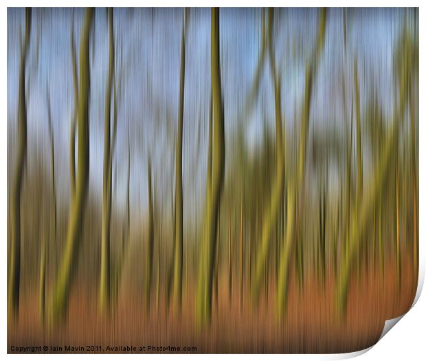 Into The Trees Print by Iain Mavin