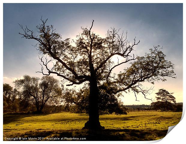 Autumn Tree Print by Iain Mavin