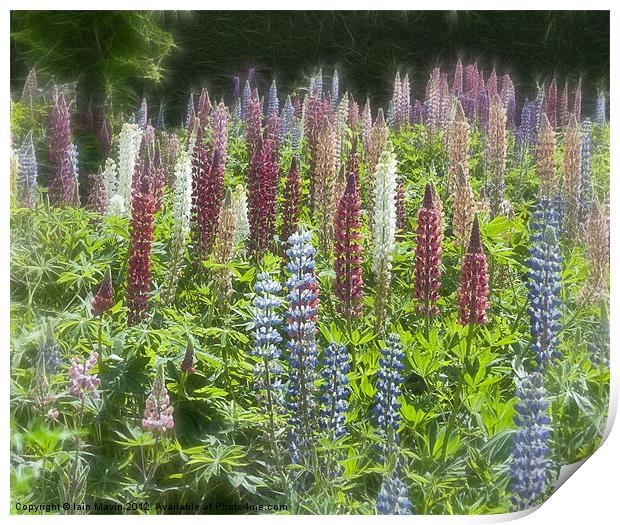 Dreamy Lupins Print by Iain Mavin