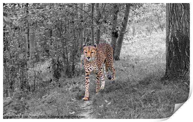 Cheetah on the Prowl Print by Iain Mavin