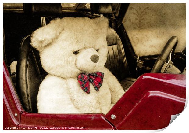 TEDDY GOES FOR A DRIVE Print by CATSPAWS 