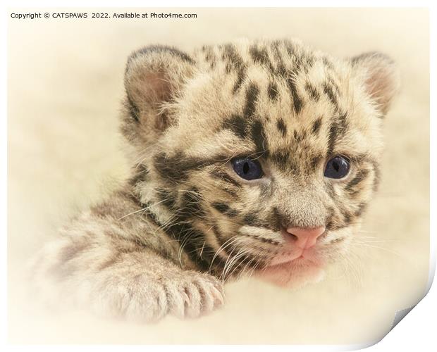 CUTE CLOUDED LEOPARD CUB Print by CATSPAWS 
