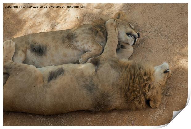 LION FRIENDS SLEEPING Print by CATSPAWS 