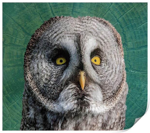 GREY OWL Print by CATSPAWS 