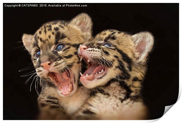  CLOUDED LEOPARD CUBS LOVE Print by CATSPAWS 