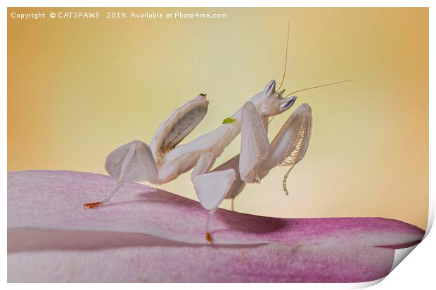 ORCHID MANTIS Print by CATSPAWS 