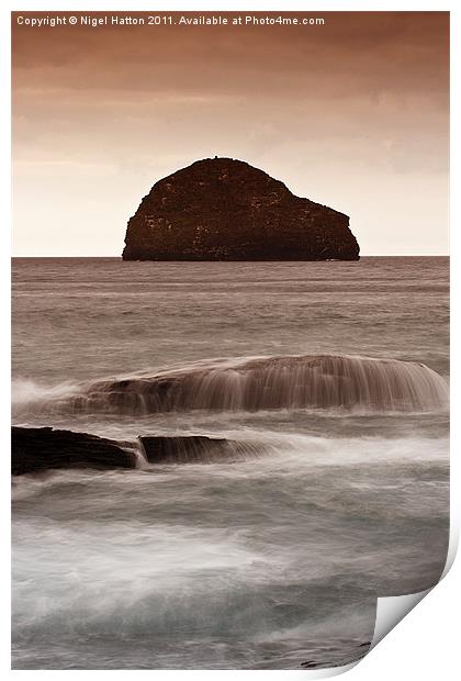 Gull Rock Print by Nigel Hatton