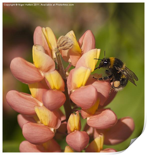Bee on a Lupin Print by Nigel Hatton