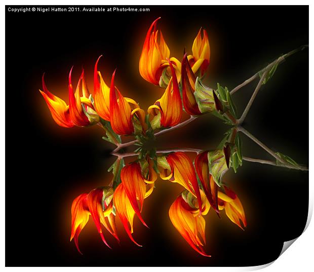 Flame Flower Print by Nigel Hatton