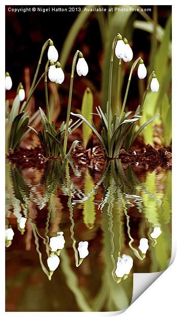 Snow Drop Reflections Print by Nigel Hatton