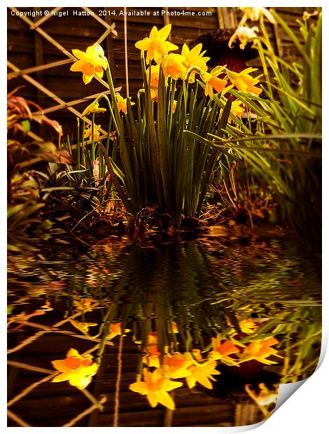 Daffodils Print by Nigel Hatton