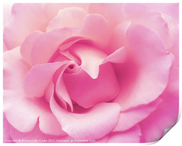 soft pink rose Print by Sharon Lisa Clarke