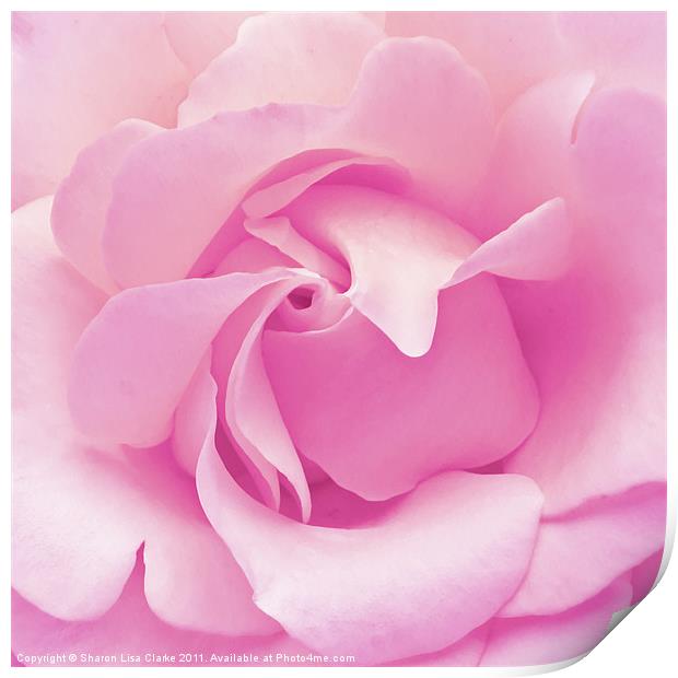 Pink rose Print by Sharon Lisa Clarke