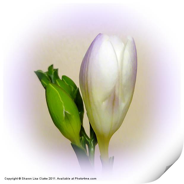 Lilac freesia Print by Sharon Lisa Clarke