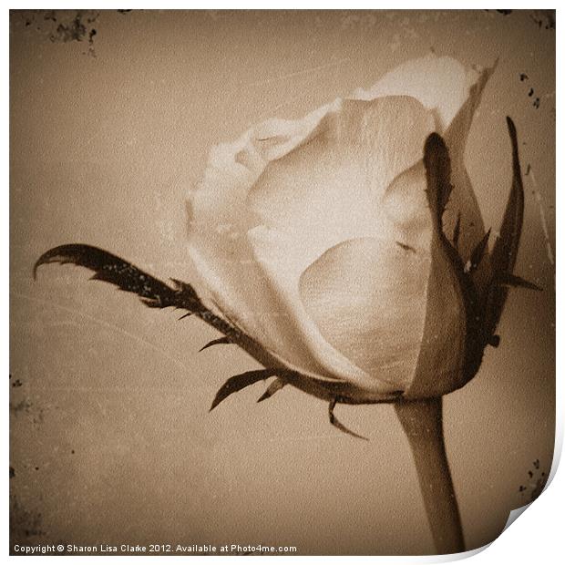 Vintage Rose Print by Sharon Lisa Clarke