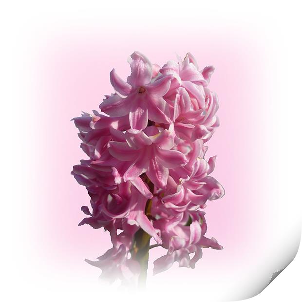 Hyacinth Print by Sharon Lisa Clarke