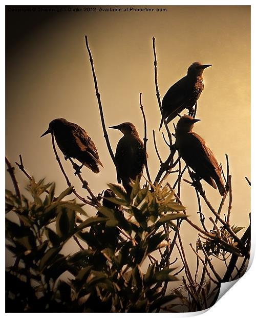 Starlings Print by Sharon Lisa Clarke