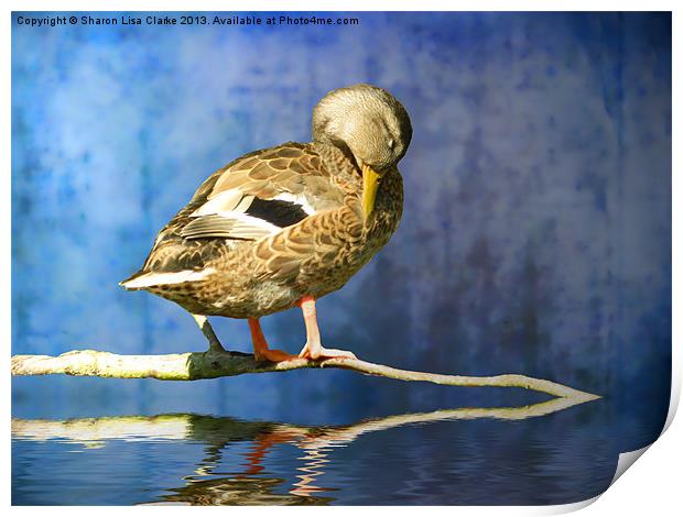 Sleeping Duck Print by Sharon Lisa Clarke