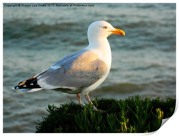 Sunshine seagull Print by Sharon Lisa Clarke
