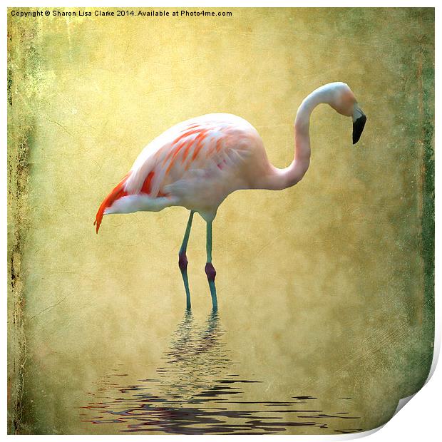 Flamingo Print by Sharon Lisa Clarke