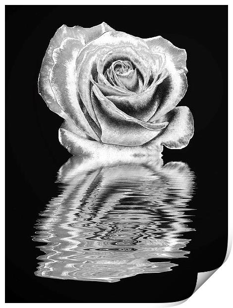 Silver rose Print by Sharon Lisa Clarke