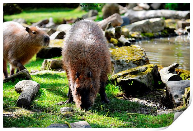 Capybaras Print by Sharon Lisa Clarke