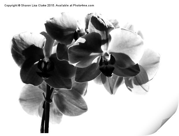  Orchid in black Print by Sharon Lisa Clarke