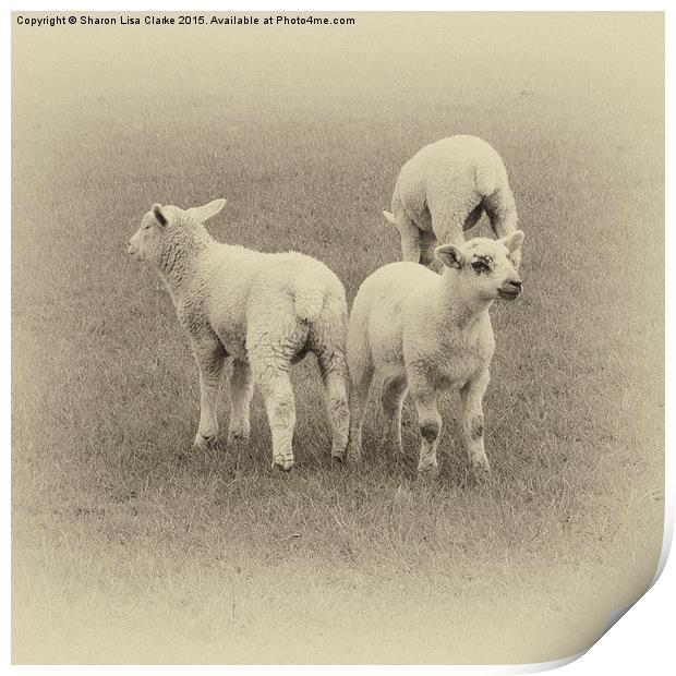  Three little lambs Print by Sharon Lisa Clarke