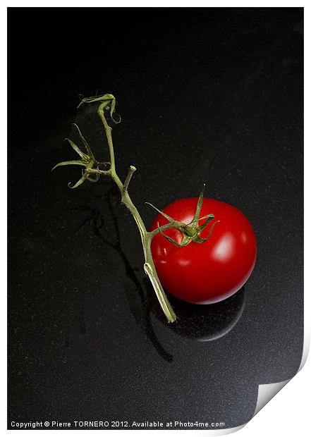 Red tomato in branch Print by Pierre TORNERO