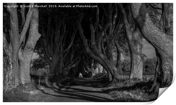 Dark Hedges Print by Scott K Marshall