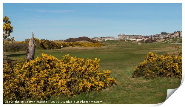 Lossiemouth Moray Golf Course Gorse Print by Scott K Marshall
