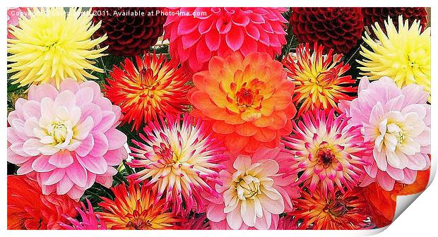 A riot of Dahlias Print by Laura Jarvis