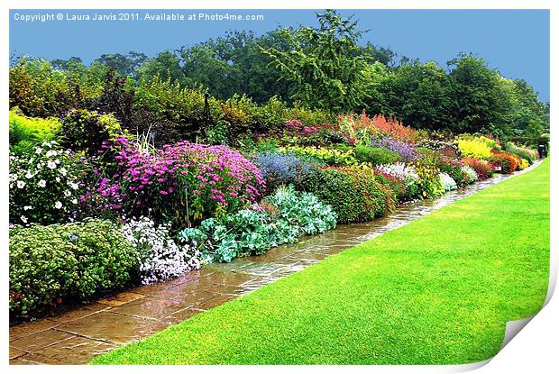 Herbaceous border after rain. Print by Laura Jarvis