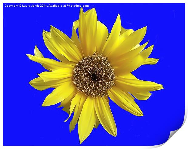 Dwarf Sunflower on a Blue Background Print by Laura Jarvis