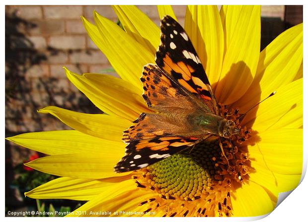 Butterfly on a sunflower Print by Andrew Poynton