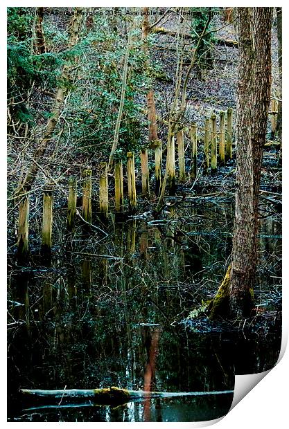  Swamp Print by Andrew Poynton