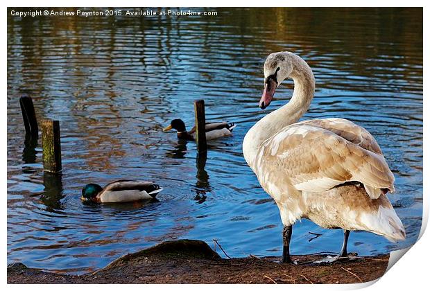 Beautiful young swan Print by Andrew Poynton