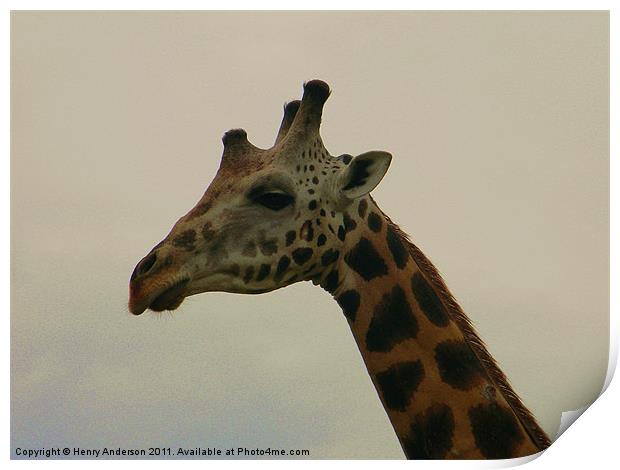 Giraffe Close Up Print by Henry Anderson