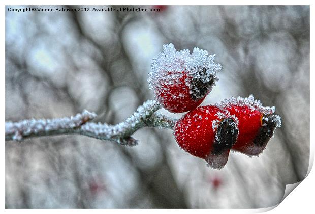 Snow Capped Rose Hip Print by Valerie Paterson