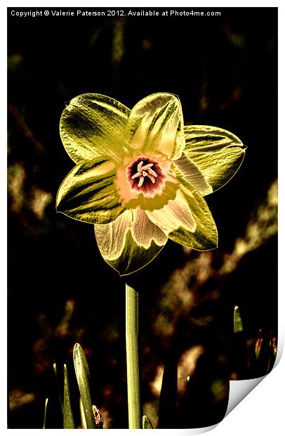 Gold Leaf Daffodil Print by Valerie Paterson