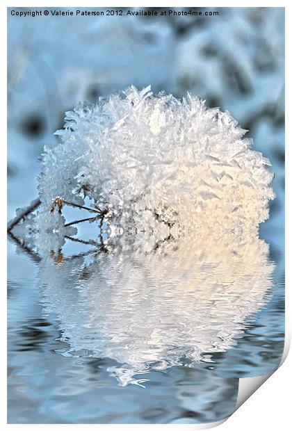 Snowball Print by Valerie Paterson