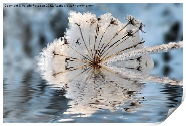 Frosted Cow Parsley Print by Valerie Paterson