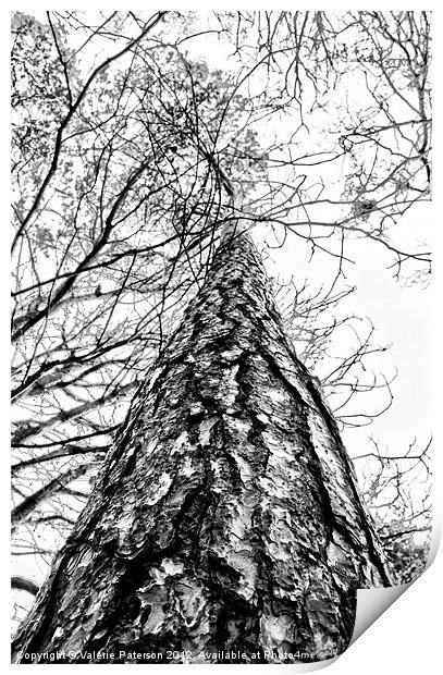 Looking Up (Mono) Print by Valerie Paterson