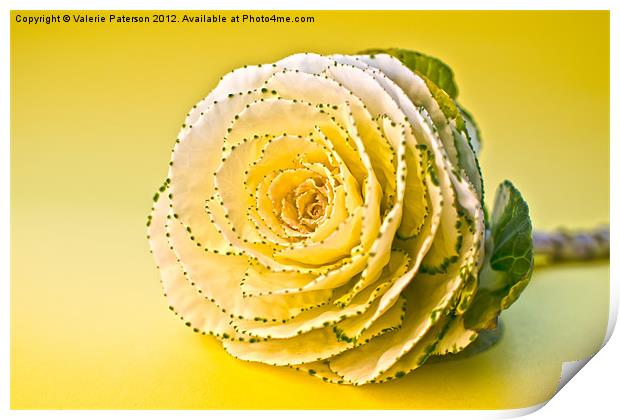 Cabbage Rose Print by Valerie Paterson