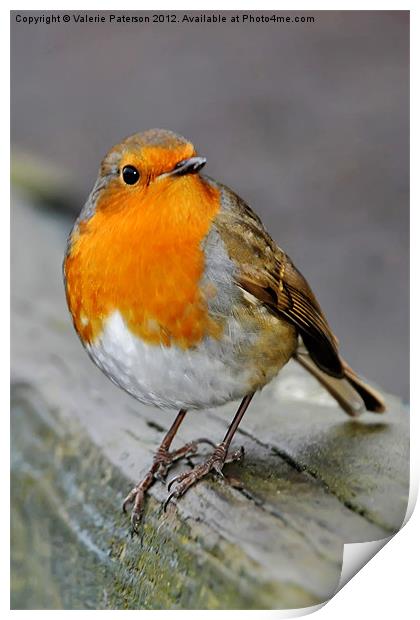 Robin Print by Valerie Paterson