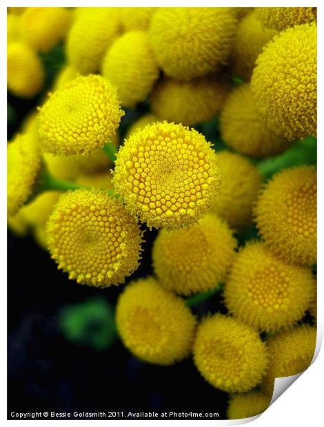 Common Tansy Print by Bessie Goldsmith