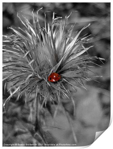 Ladybird in Thistle Print by Bessie Goldsmith